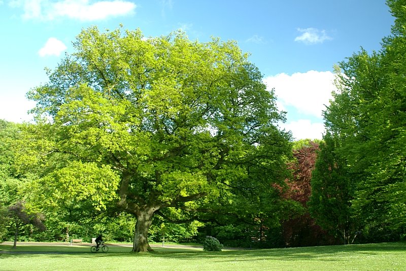 Old oak tree by Chris Nielsen