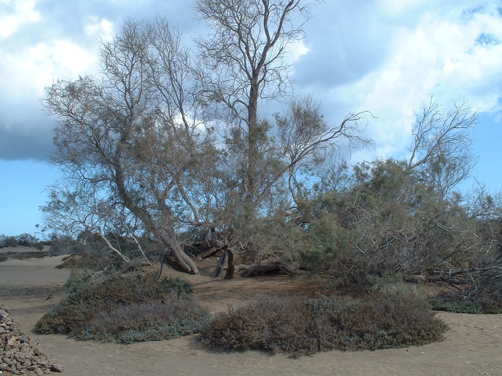 Árbol en las dunas by tejinero