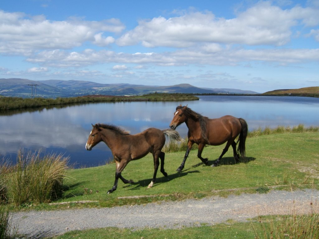 On Blorenge Summit -- Keepers Pond & Sugar Loaf by Judith,