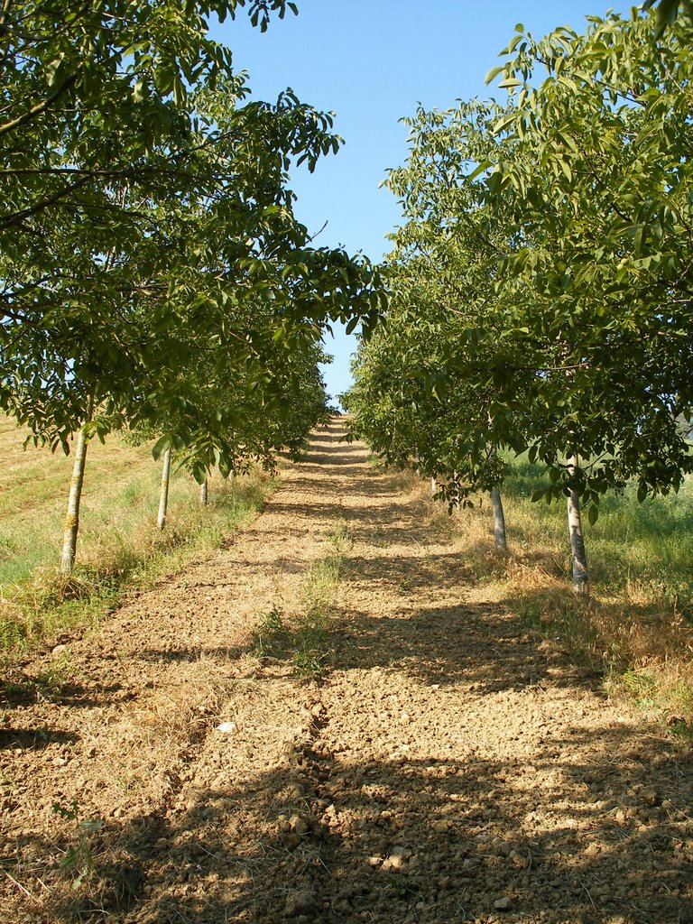 Strada alberata by di turi domenico