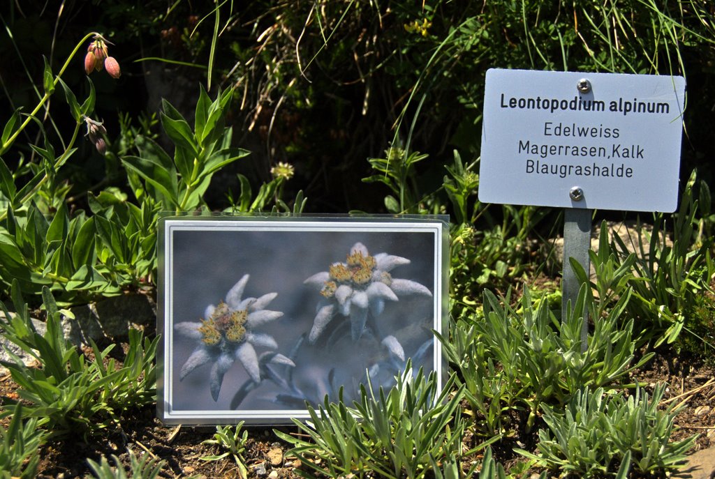 Für Luud : Edelweiss (_Leontopodium alpinum_ ;) @werner daehler by © werner daehler