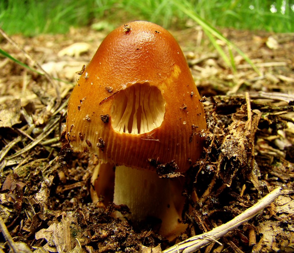 Roodbruine slanke amaniet (Amanita fulva) by uaf