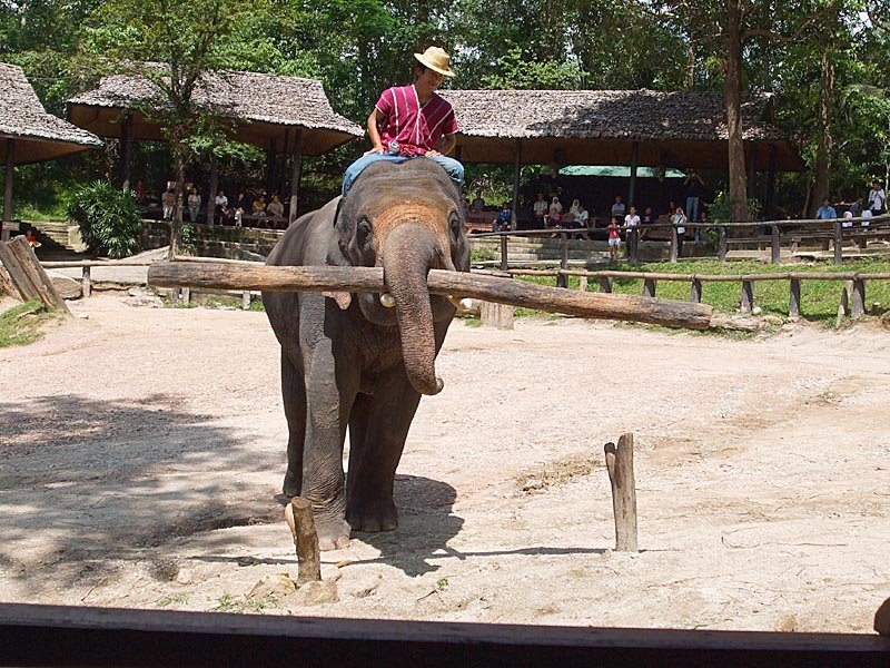 Maesa Elephant Camp, working elephant by Der Ostfriese