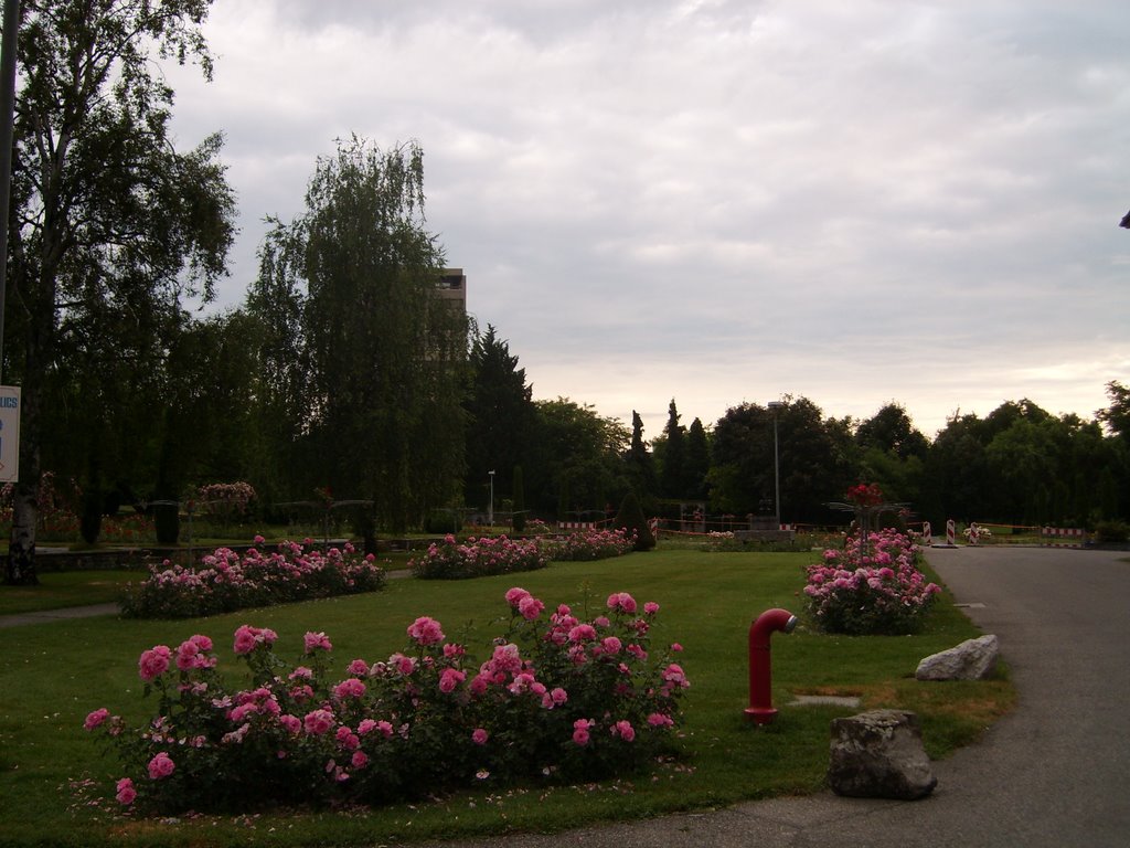 Roses du parc de l'ECG by phildegeneve