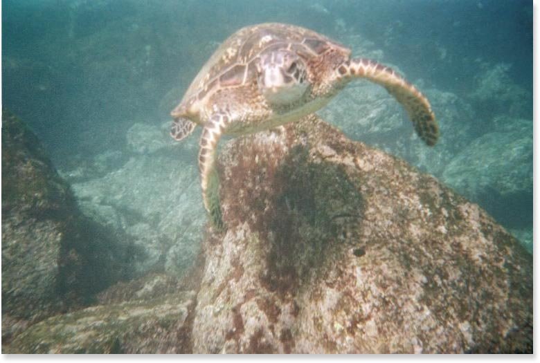 Green Sea Turtle, Kauai by John85710