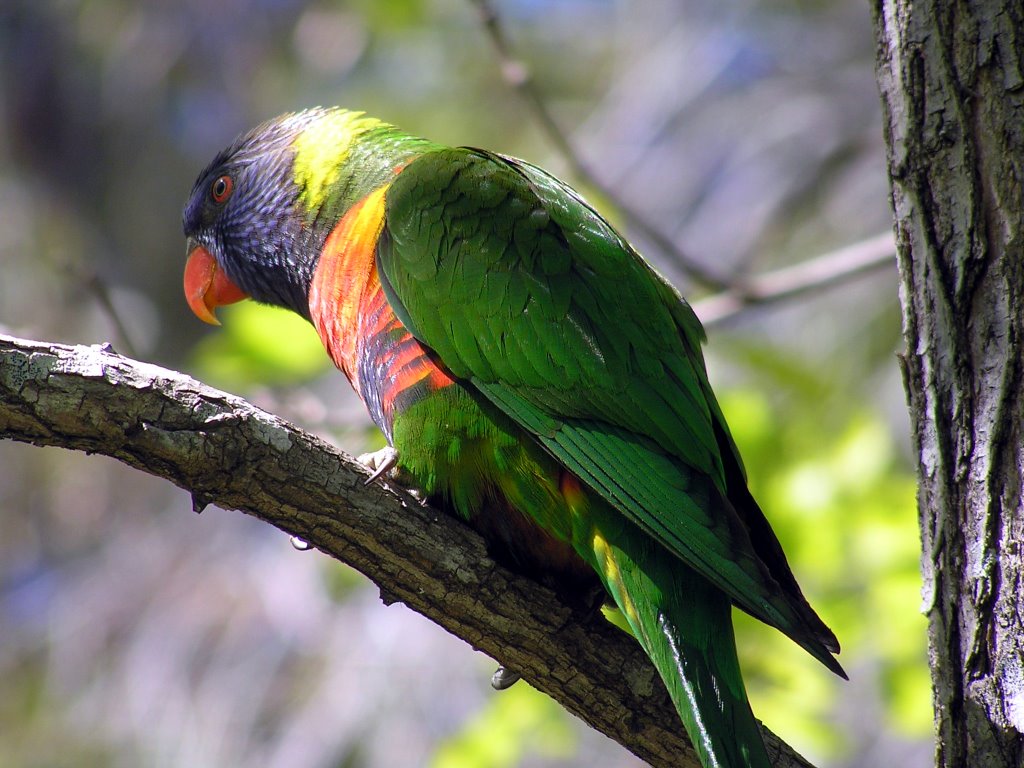 Rainbow Lorrikeet by Tamas Keresztes