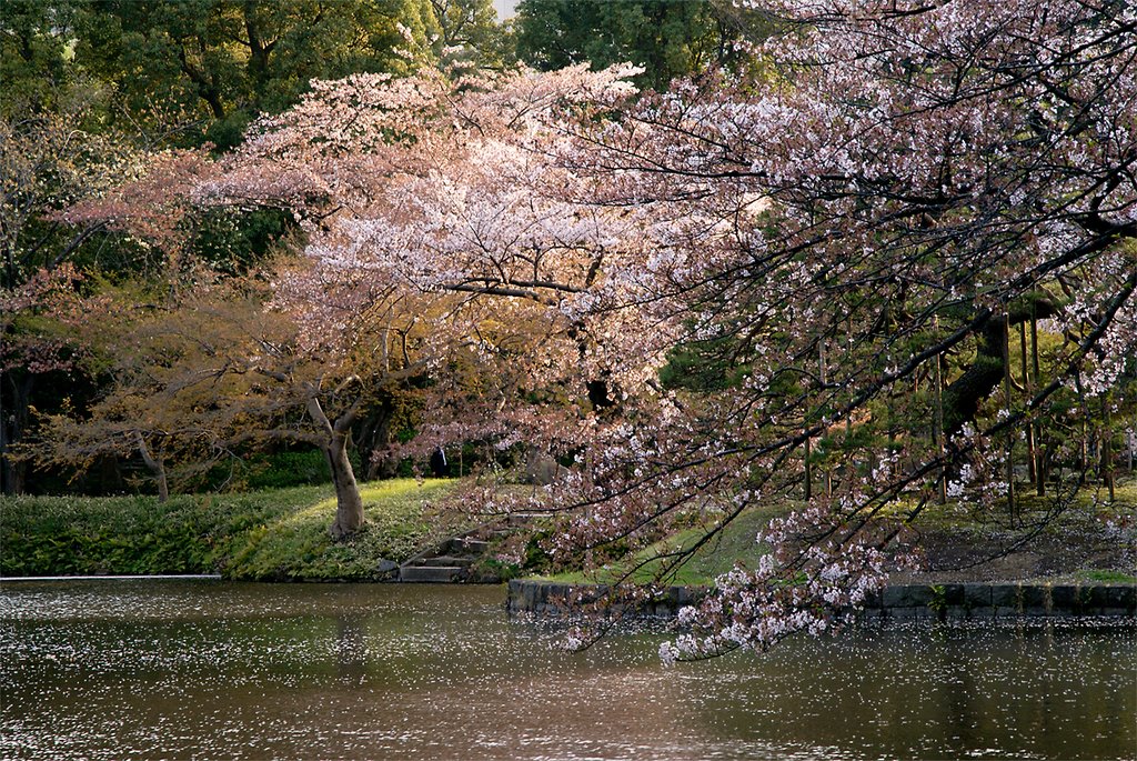 Koishikawa Korakuen Garden by kumakkinen