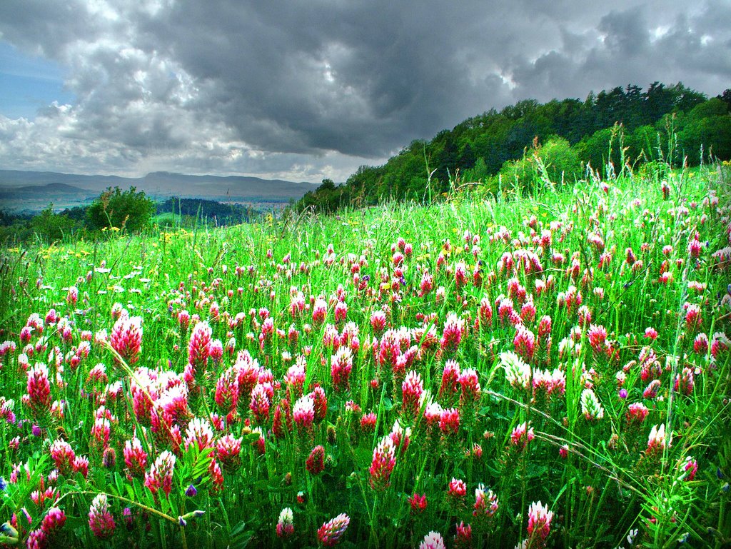 Wild flowers in auvergne by davidl65