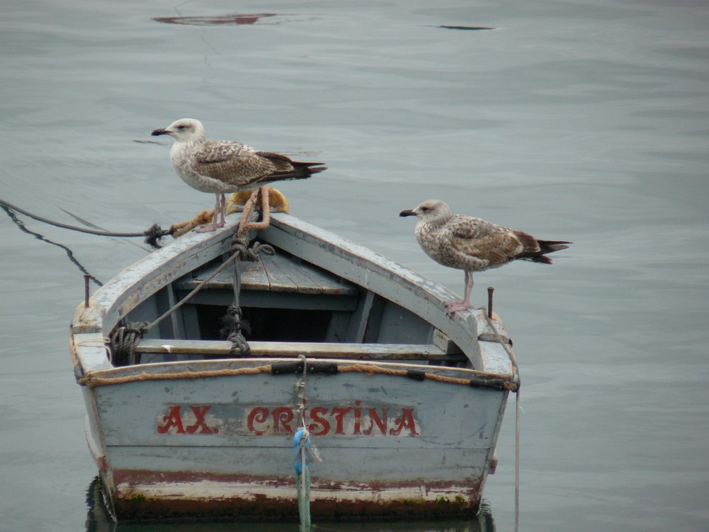 Gaviotas en el mar by Álvar