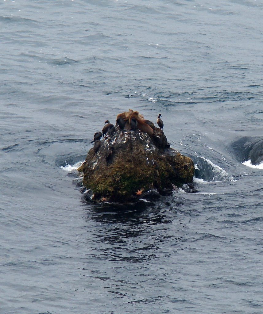 DSC07822 Pacific Ocean Inhabitants - S view by Volkan YUKSEL