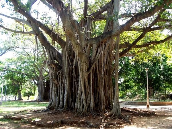 Tree with aerial roots in a miramar park, Havana by nazcatrophyhead