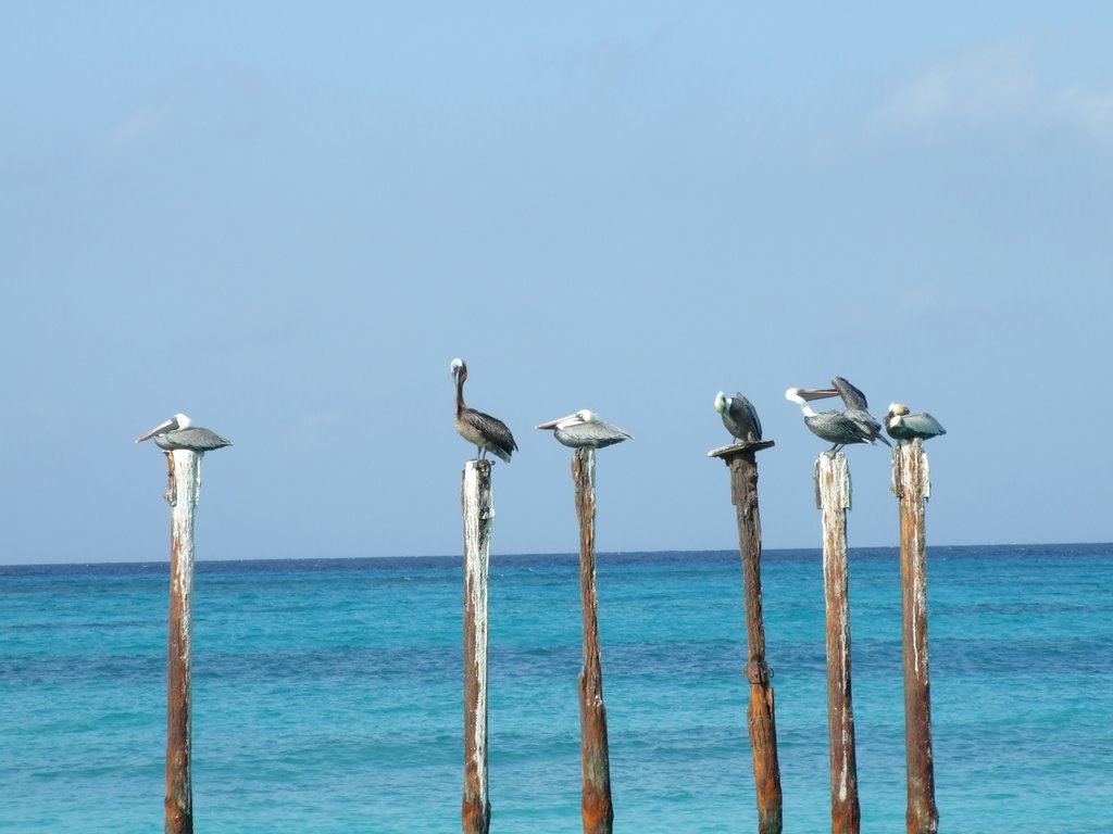 Pelicans at Mancebo beach. by ahsberg