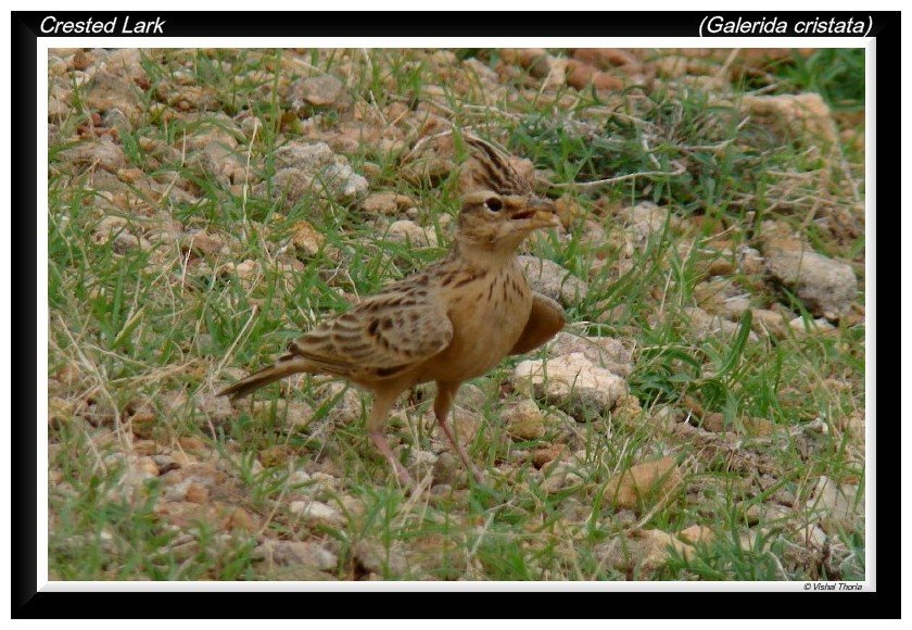 Crested Lark by Vishal thoria