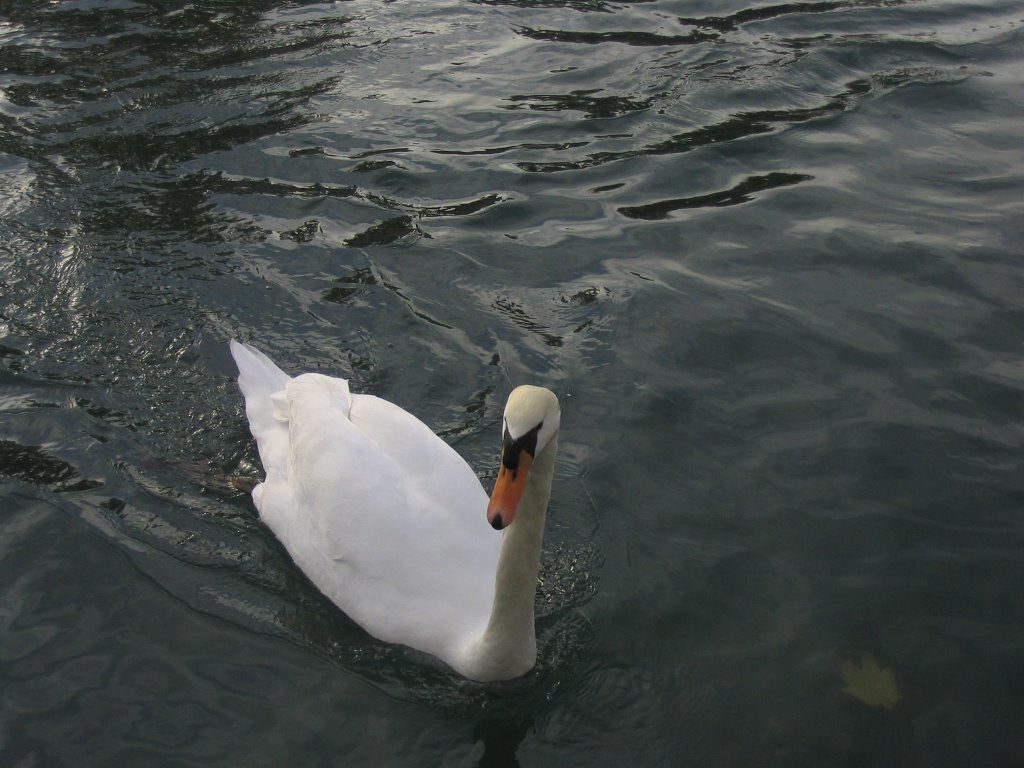 Fauna al Ponte Dante by moorish