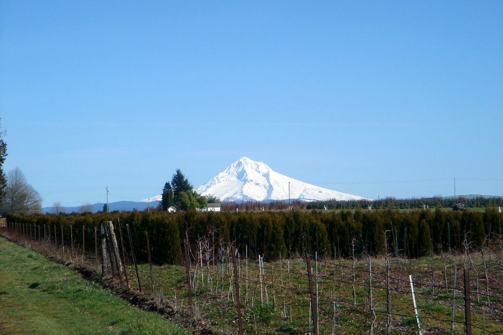 Mount Hood by benjamink