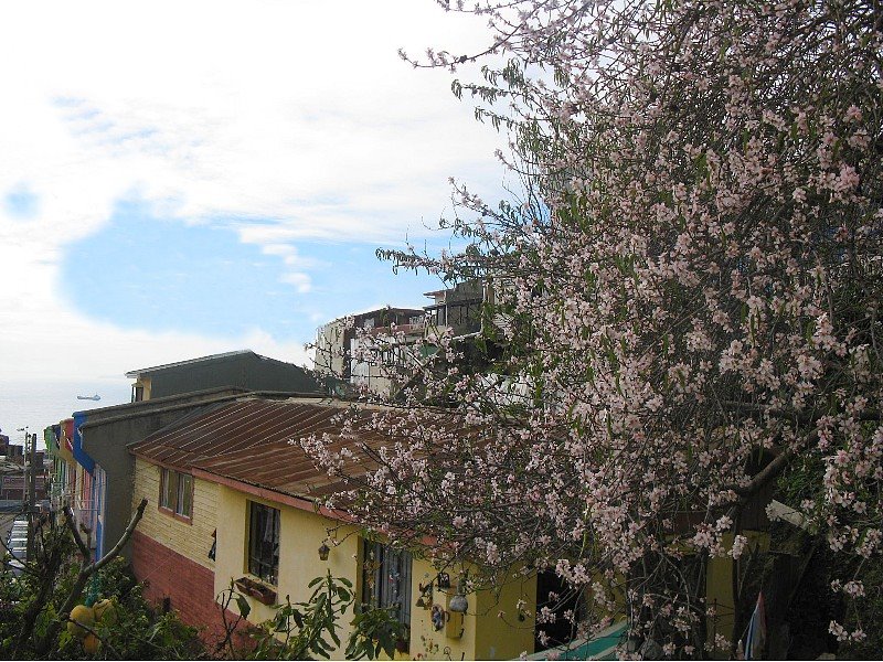 Almendro en valparaiso by rigobertopinochet