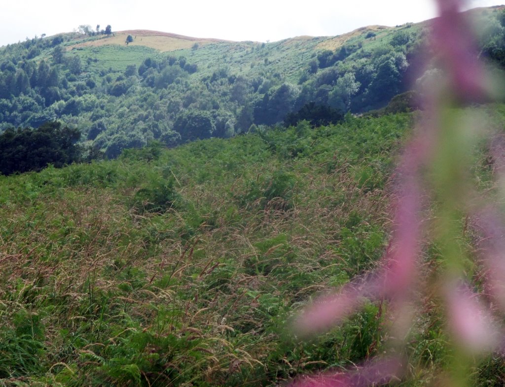 Malvern Hills pic 2, July 6 2008 by jh822007