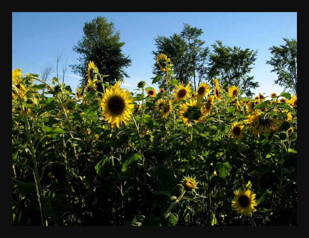 Sunflowers by mudhooks