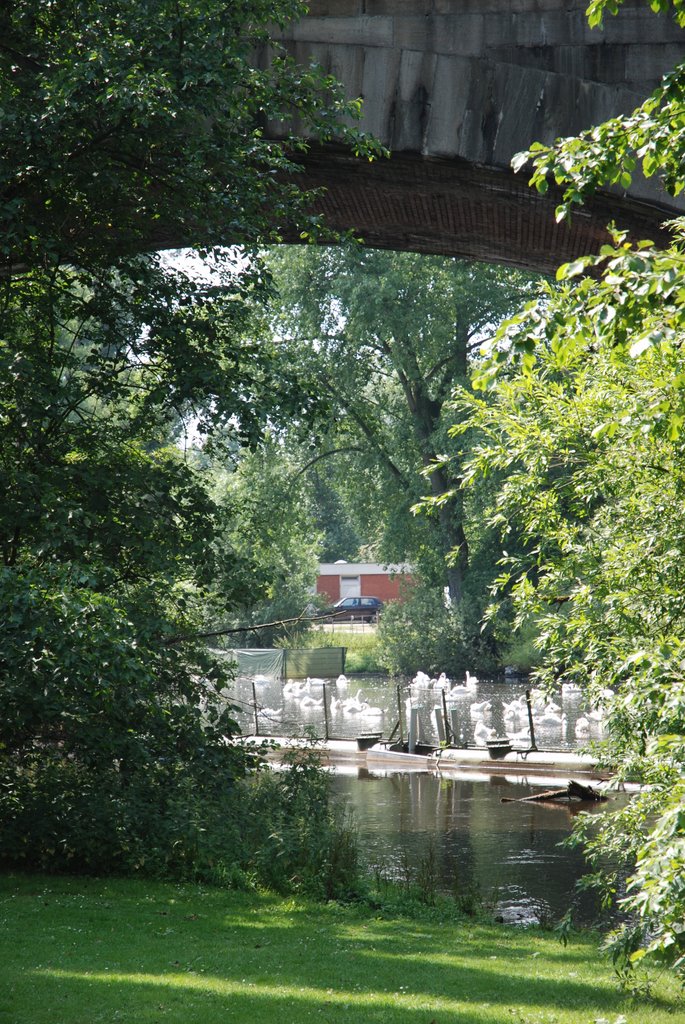 Eppendorf : Alsterschwäne "zwischengeparkt" im Winterquartier, wegen Triathlon auf der Binnenalster im Juli 2008 by vp_hmbg-PRO PANORAMIO