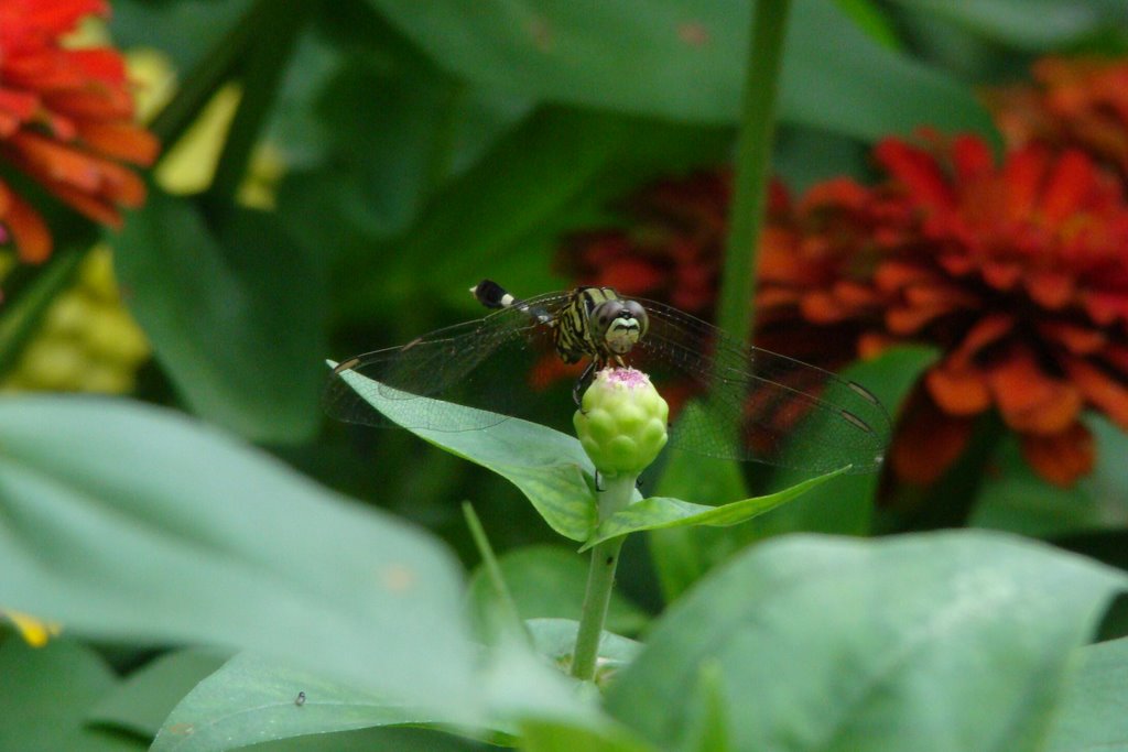 Chuồn Chuồn hổ - tên khoa học (Orthetrum sabina) by Nhựt Trịnh Minh