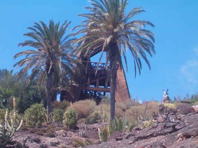 PALMERA CANARIA by fuerteventuragirl