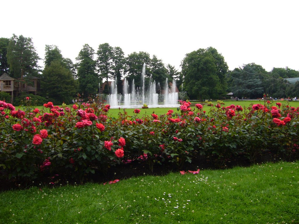 Rosenbeet mit Springbrunnen by D.Tetzner