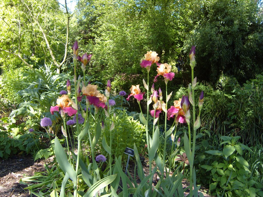 Botanic Garden, Glassnevin Ireland 30/0408 by Viswaraj