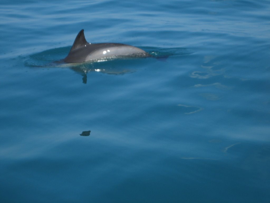 Dolphin near Gagra by DenisNN