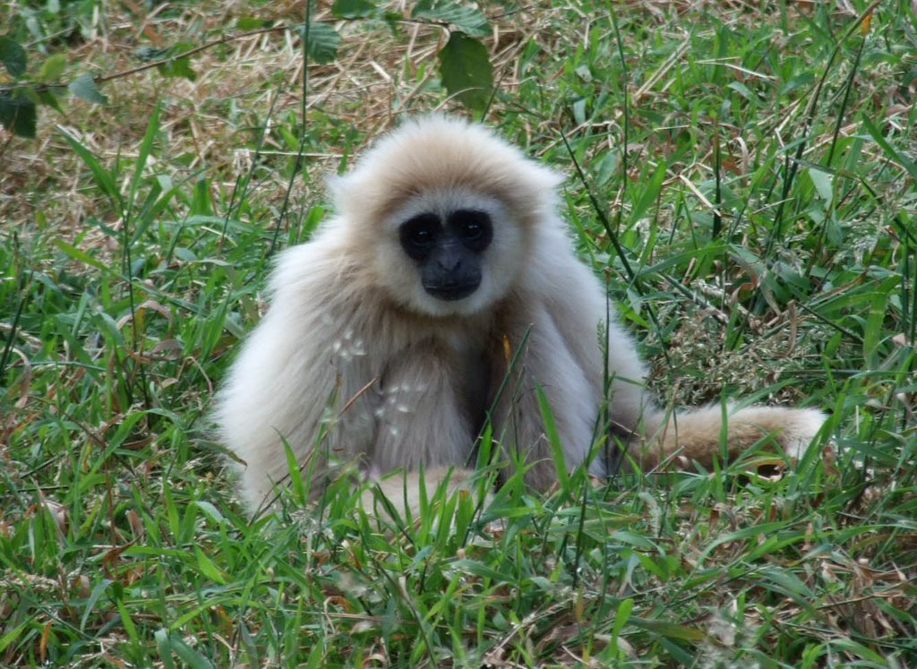 Gibbon At South Lakes Wildlife Park by Woz23