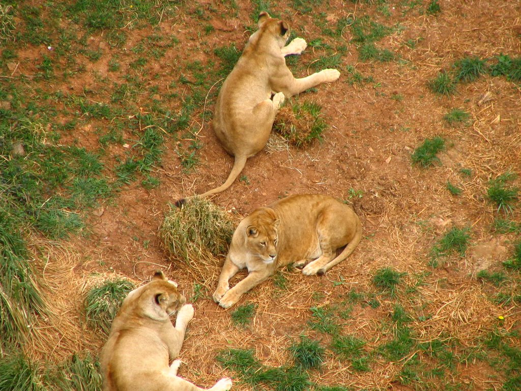 Cabárceno, Leonas by michelbustamante