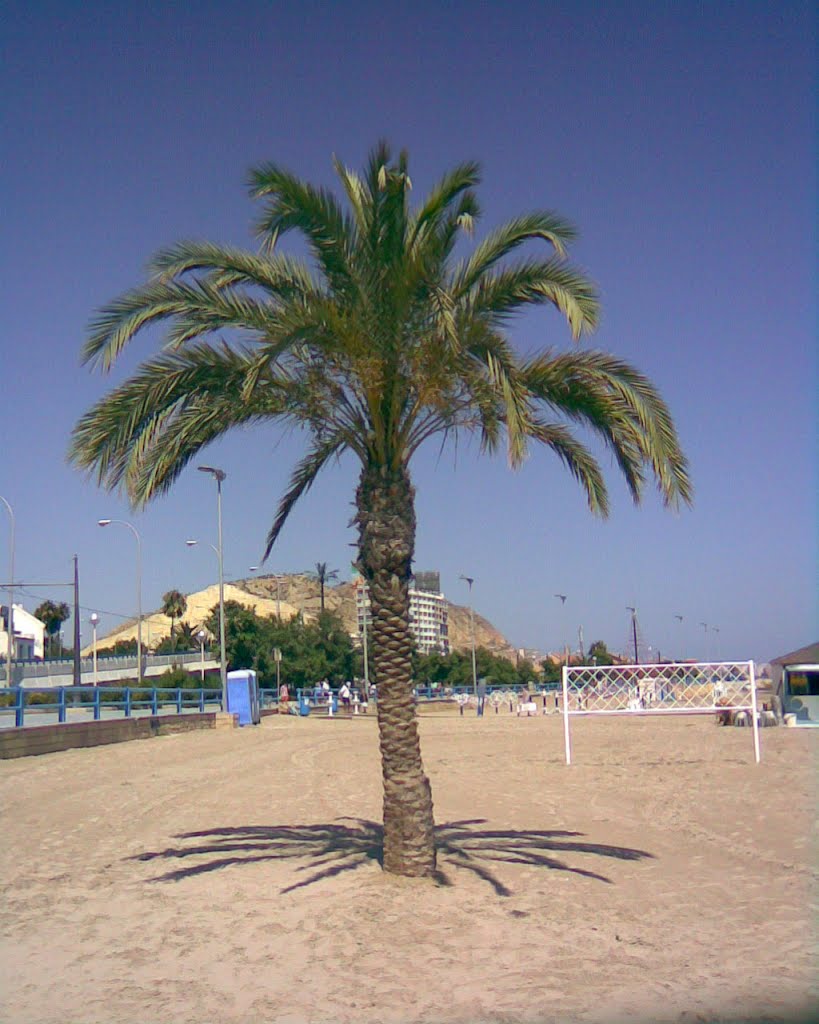 Palm tree by Curutiu Adrian