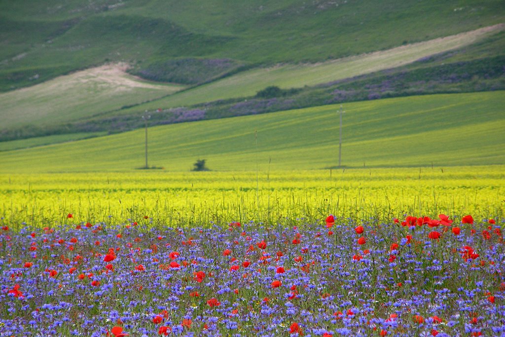 Orizzontale tricolore by Luigi Barbadoro - "h…