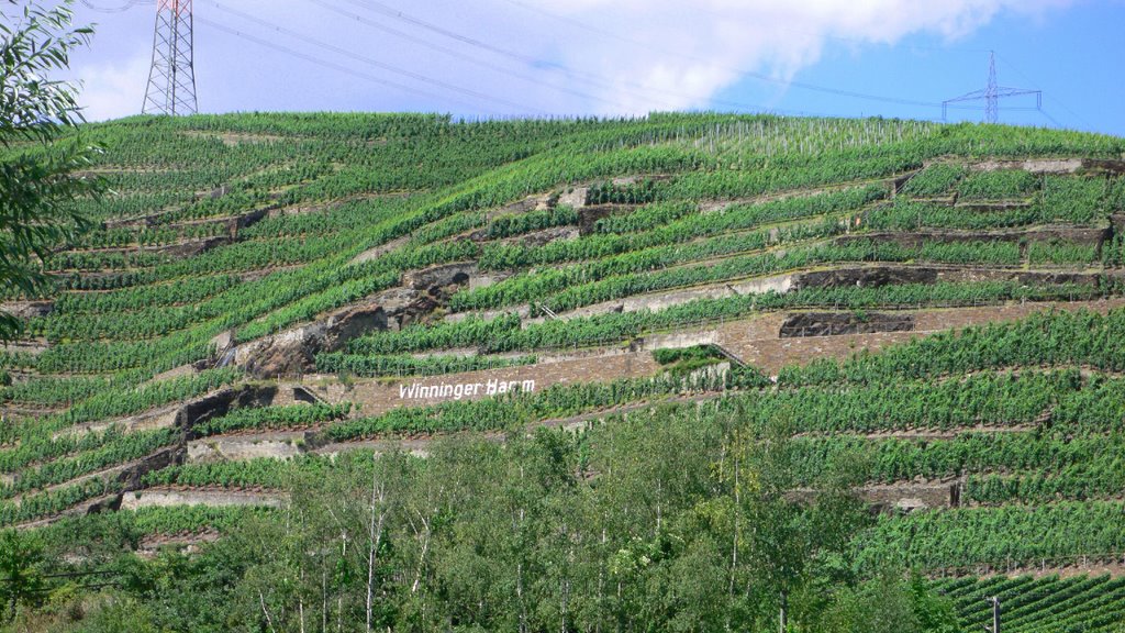 Weinberg "Winninger Hamm" bei Winningen ... by rheingold