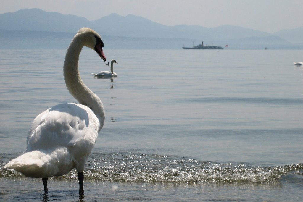 Cygne observateur by Rémi Bovard