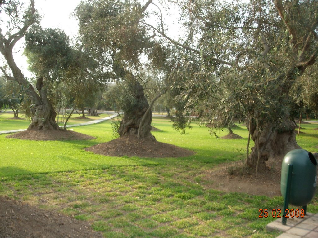 El Olivar Park, Lima, Peru by satriyaeddy