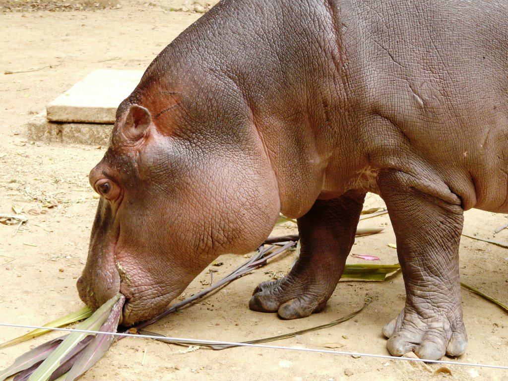 Filhote de Hipopotamo - ZooSafari - SP - Brazil by Minoru Nagayama