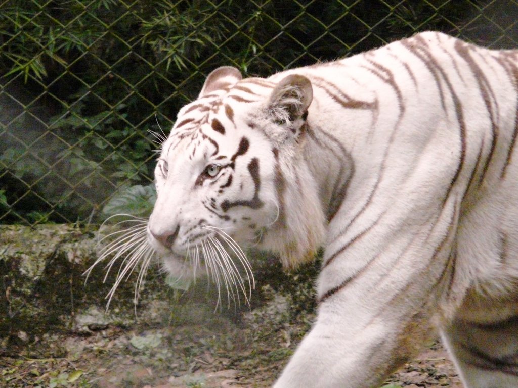 Tigre - ZooSafari - SP - Brazil by Minoru Nagayama