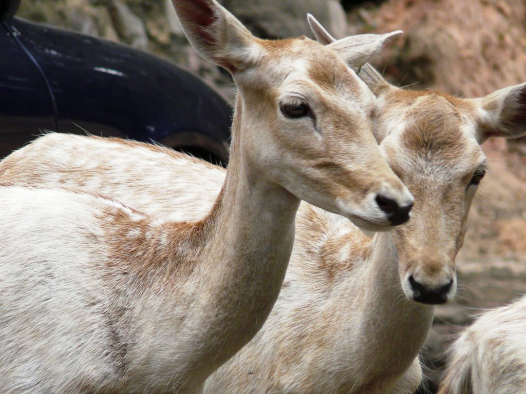 Cervos - ZooSafari - SP - Brazil by Minoru Nagayama