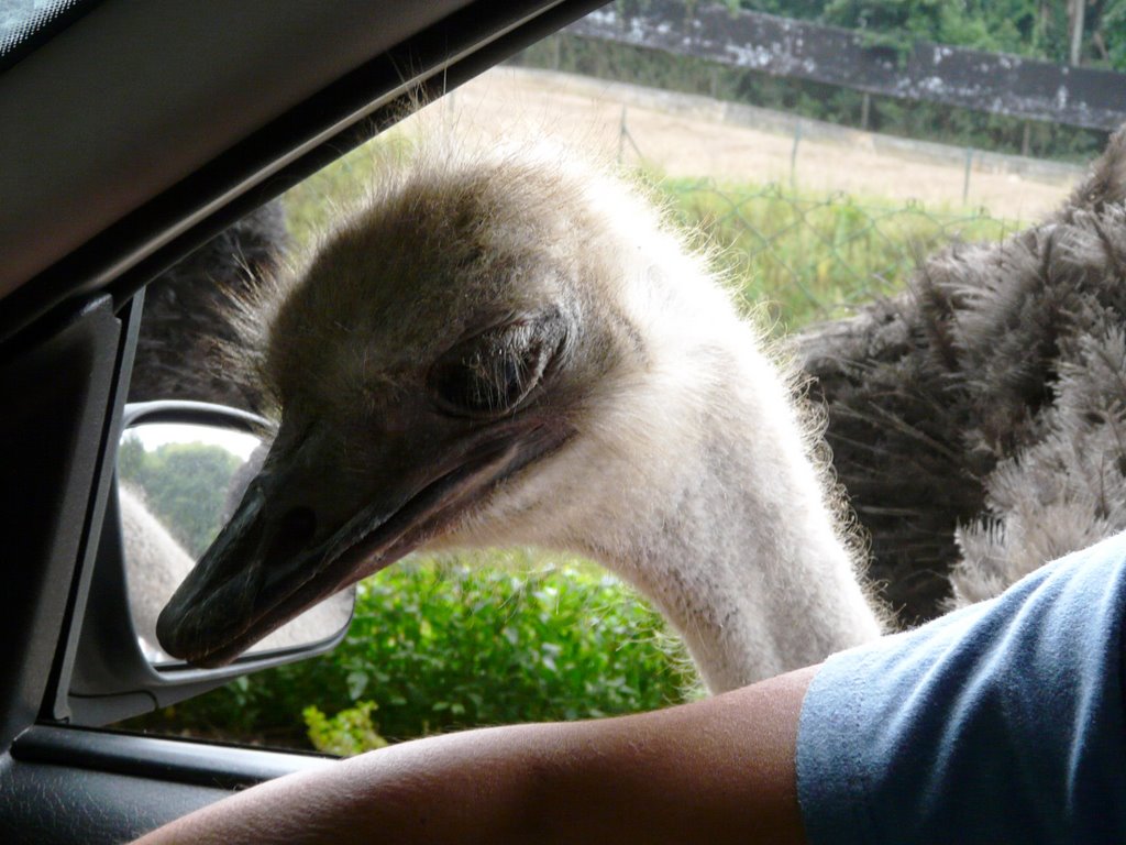 Ema - ZooSafari - SP - Brazil by Minoru Nagayama