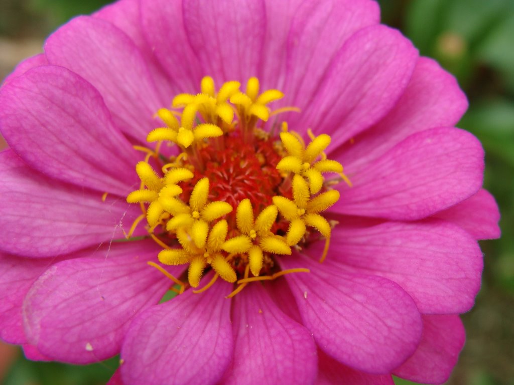 Uma flor - Londrina - PR - Brazil by Paulo Yuji Takarada