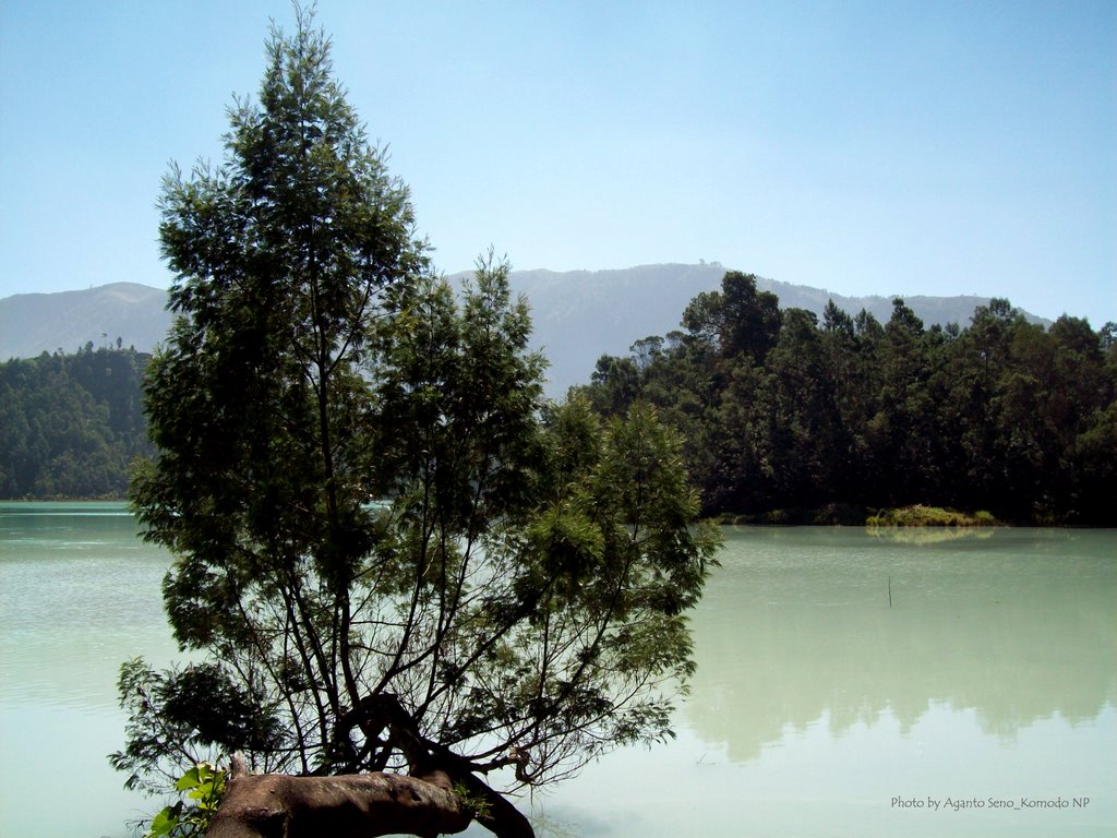 Telaga Warna with casuarina tree by Aganto Seno