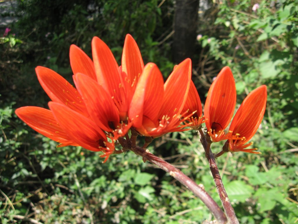 Flame of wild by Laxman Gunatilake