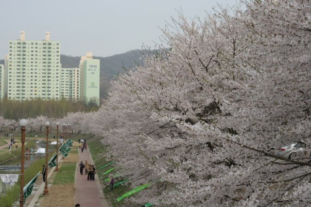 Cherry blossoms of Tancheon, Bundang 분당 중앙공원 벚꽃 by Juno Yoon