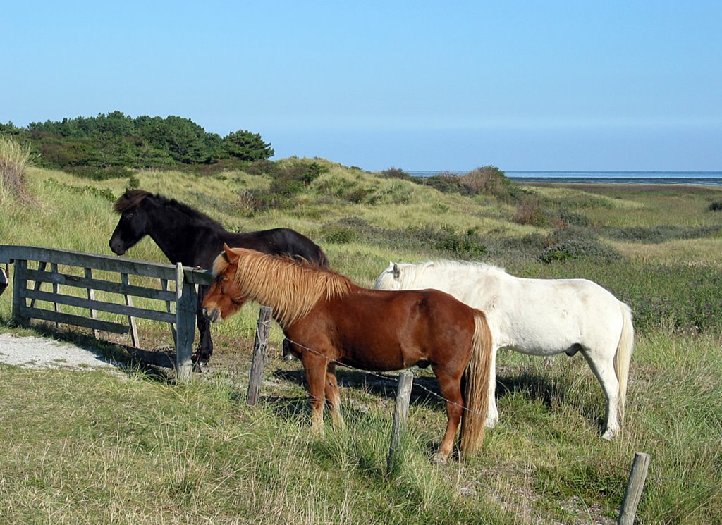 Ponies in de duinen by ceesverkroost