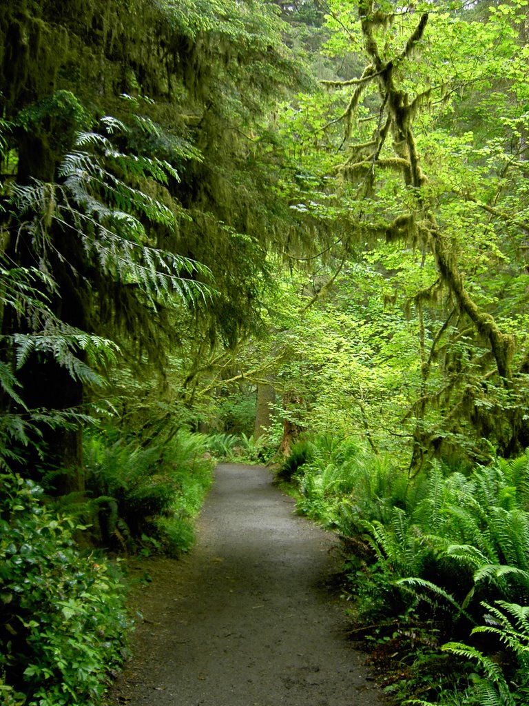 Trail to Marymere Falls / Olympic NP by brugge_tripel