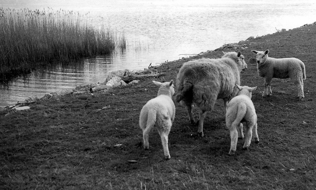 Poortugaal, Netherlands by Arij M van Waart