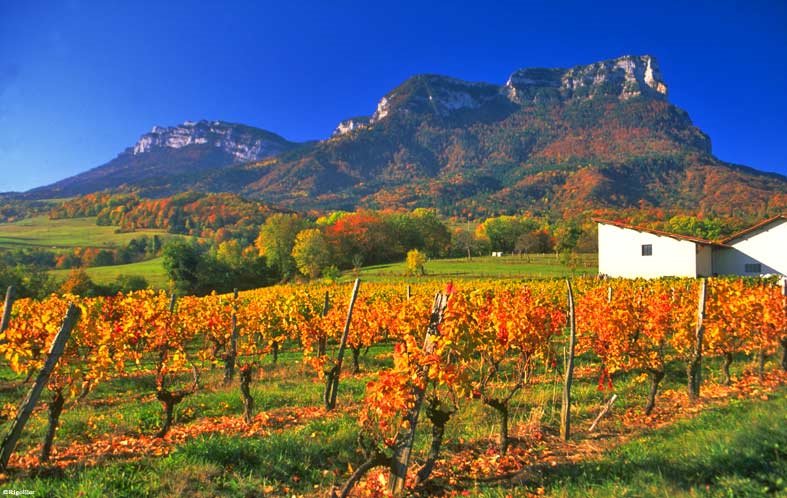 Le Vignoble en automne à La Palud - Isère - by Arktos,