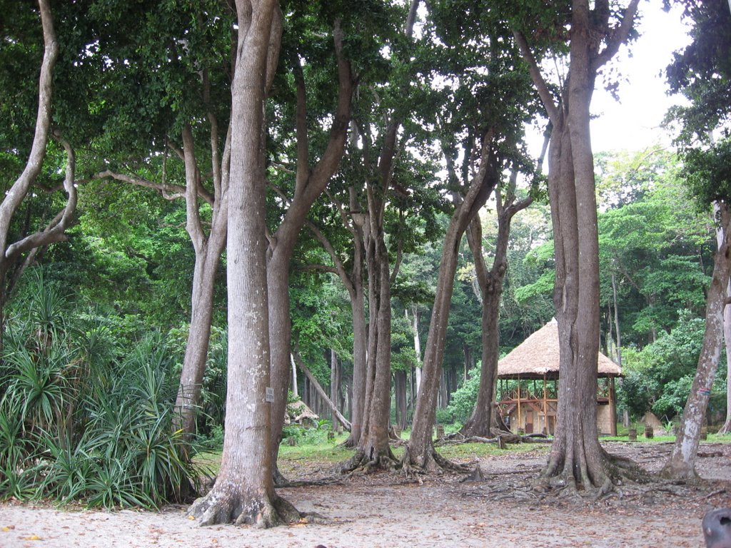 Trees on Radhanagar Beach by Venugopalan Cheriyav…