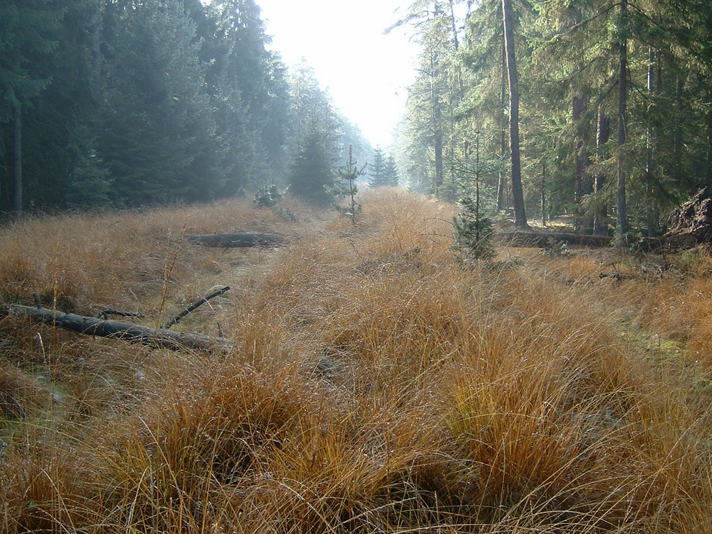 October in the Břehyně forest, Czech Republic. by JirkaN