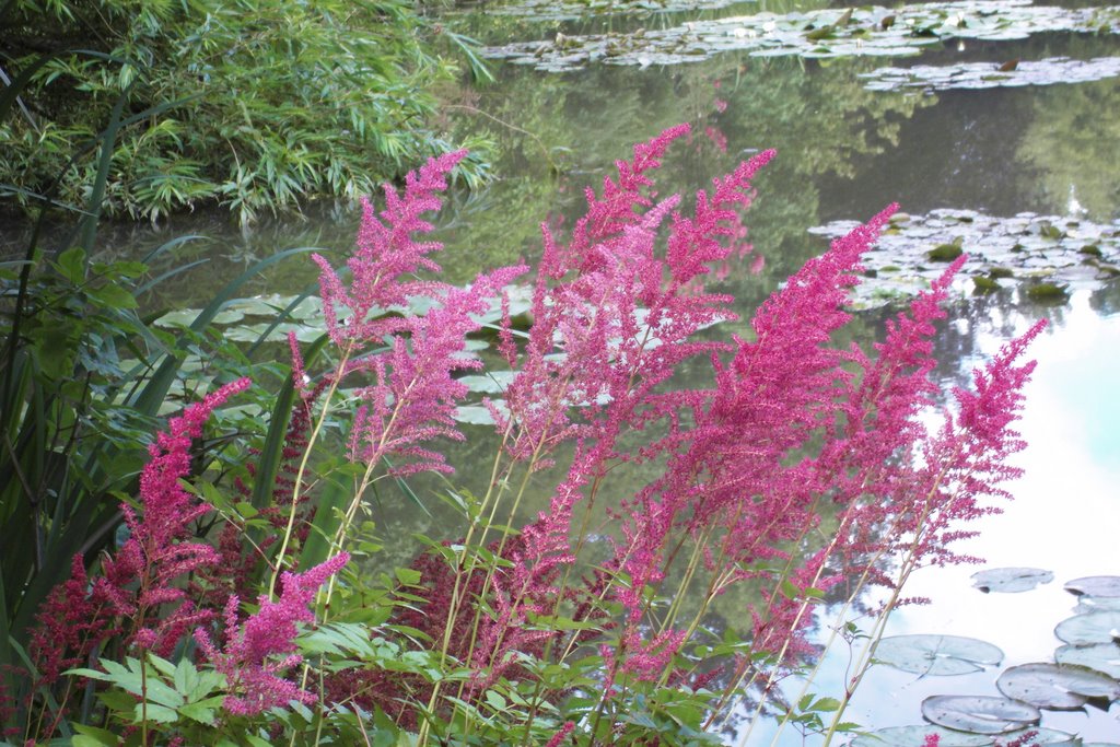 Claude Monet: son jardin à Giverny by rv8427